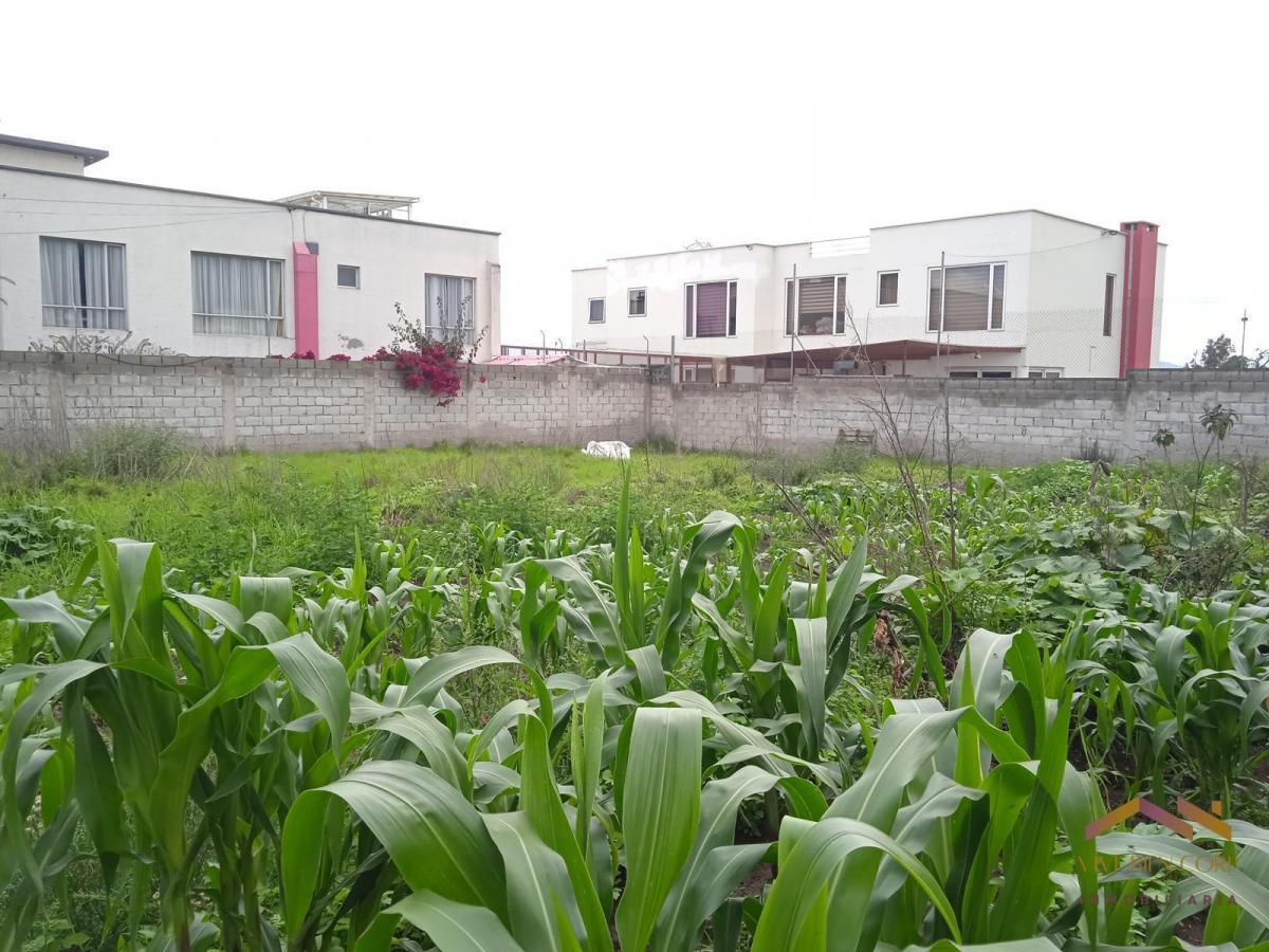 Renta Terreno 1400 m² - Gualo — imagen 3