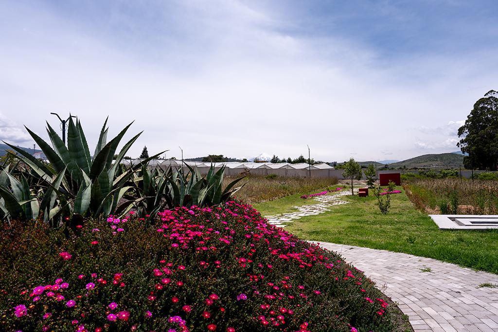 Lotes de Terreno en Malchingui Urbanización Paseo de Los Algarrobos — imagen 3