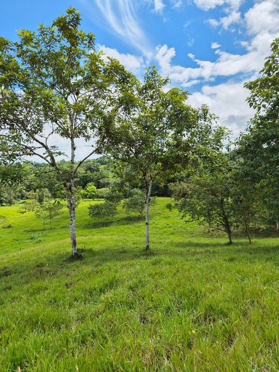 Finca en Venta 10.000 m² - Pedro Vicente Maldonado, a 10 Minutos del Centro, con Salida Al Río. Provincia de Pichincha — imagen 8