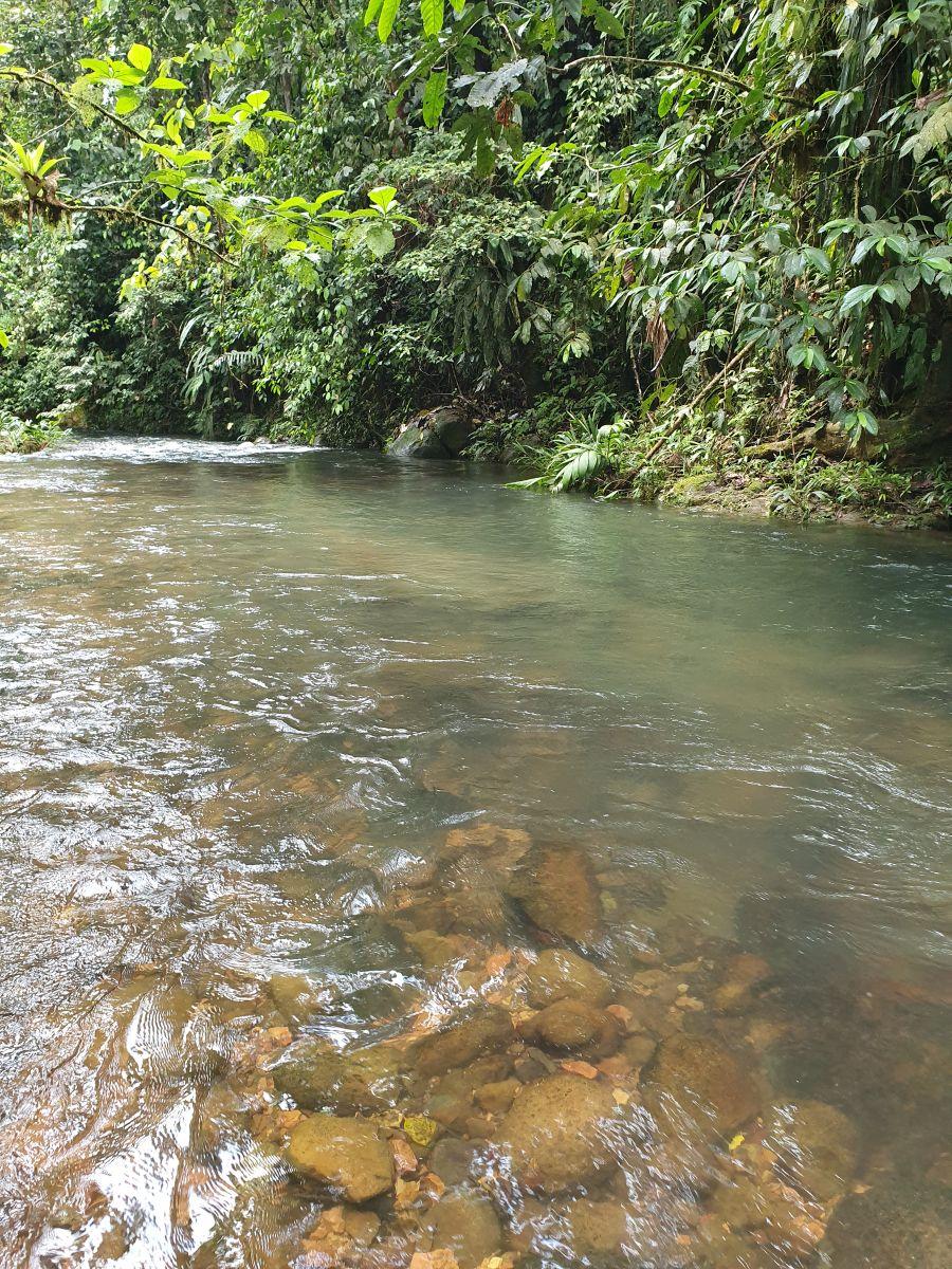 Finca en Venta 10.000 m² - Pedro Vicente Maldonado, a 10 Minutos del Centro, con Salida Al Río. Provincia de Pichincha — imagen 6