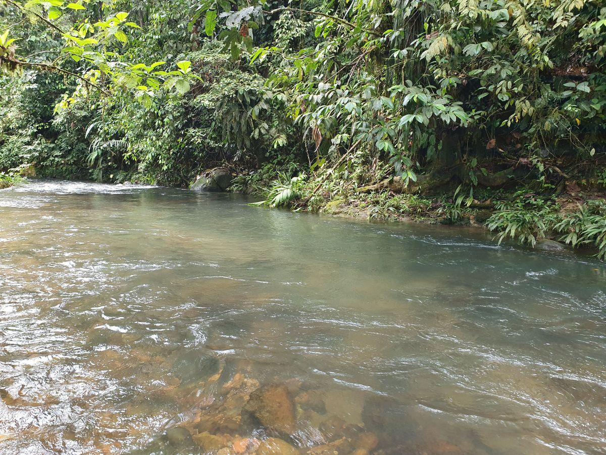 Finca en Venta 10.000 m² - Pedro Vicente Maldonado, a 10 Minutos del Centro, con Salida Al Río. Provincia de Pichincha — imagen 5