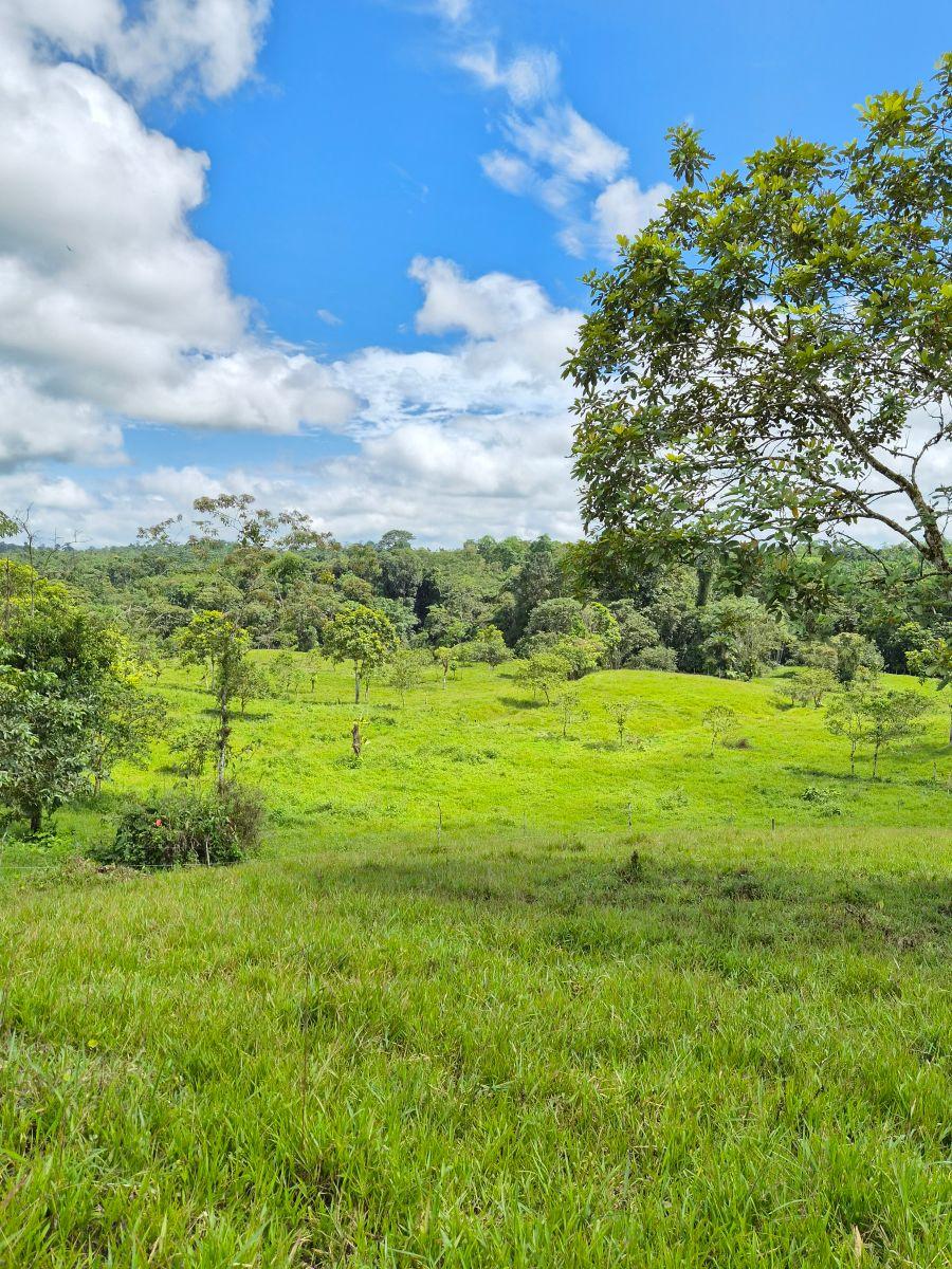 Finca en Venta 10.000 m² - Pedro Vicente Maldonado, a 10 Minutos del Centro, con Salida Al Río. Provincia de Pichincha — imagen 4