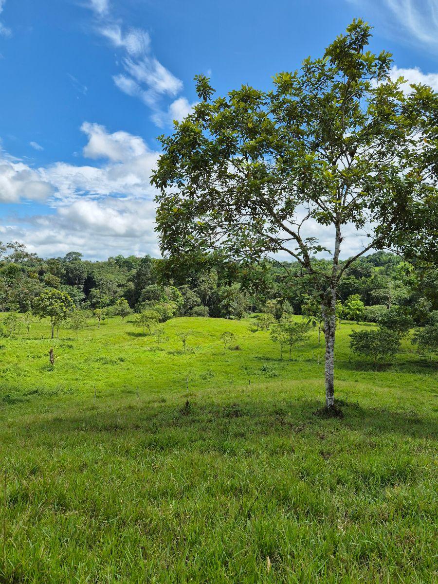 Finca en Venta 10.000 m² - Pedro Vicente Maldonado, a 10 Minutos del Centro, con Salida Al Río. Provincia de Pichincha — imagen 3