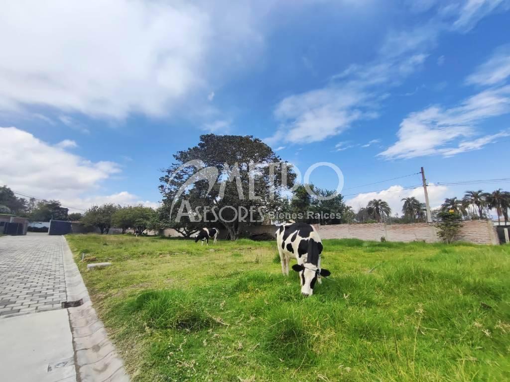 Terreno en Venta 600 m² en Puembo — imagen 8