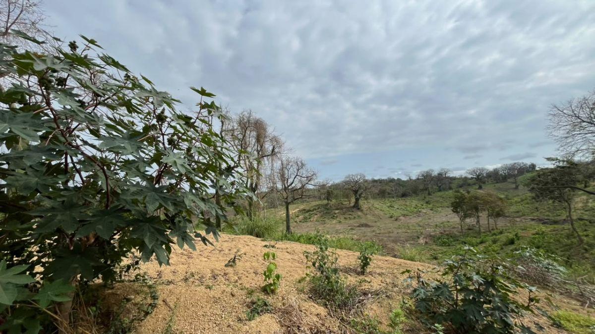 En Venta Terreno 100 Hectáreas, Vía a La Costa Km 44 - N. Dorado, Guayas — imagen 7