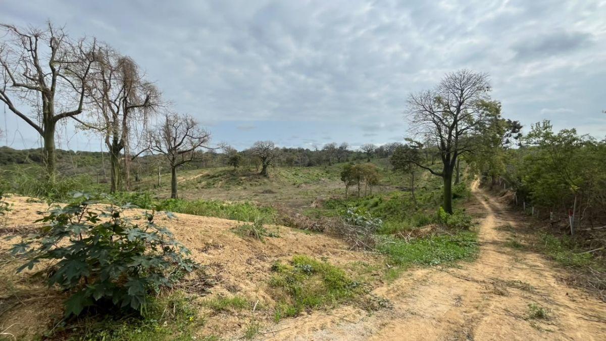En Venta Terreno 100 Hectáreas, Vía a La Costa Km 44 - N. Dorado, Guayas — imagen 6