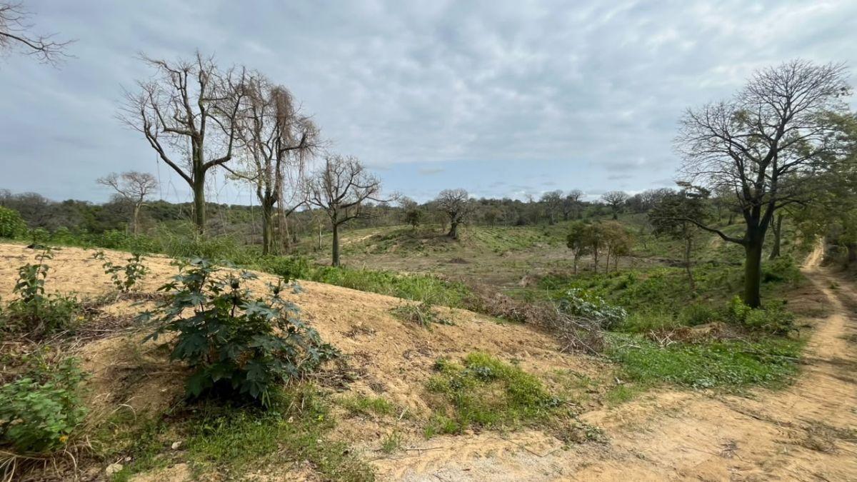 En Venta Terreno 100 Hectáreas, Vía a La Costa Km 44 - N. Dorado, Guayas — imagen 4
