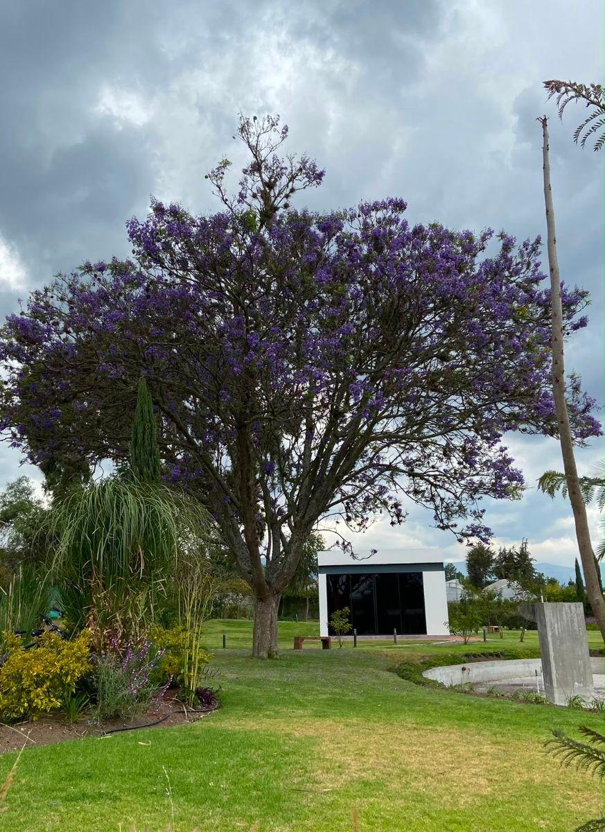 Venta Terreno Puembo Urbanización Privada Plano Vista — imagen 8