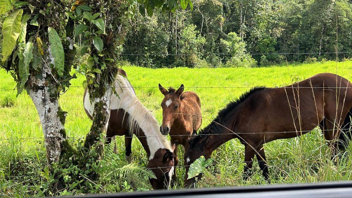 Vendo Terreno de 1 Hectárea en Pedro Vicente Maldonado — imagen 6