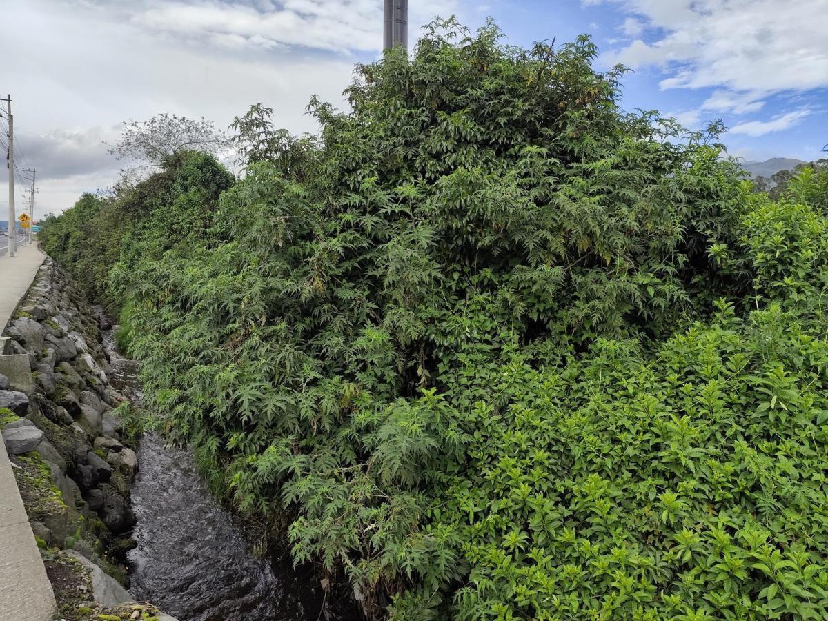 Terreno de Venta en Machachi, Sobre La Panamericana, Esquinero, 3.6 Hectáreas — imagen 7