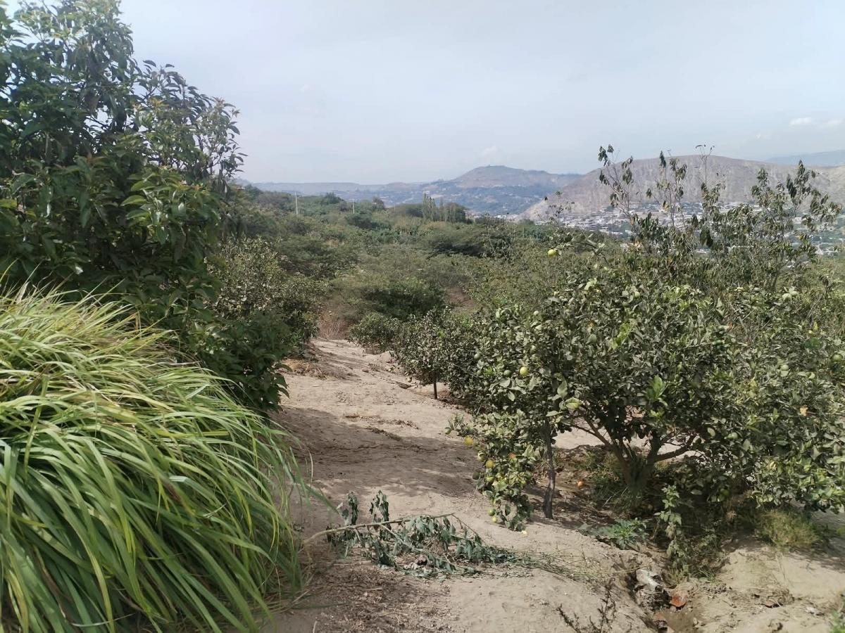 Terreno en Venta Sector Guayllabamba (Coop. La Sofia) — imagen 7