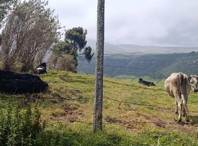 Terreno de Venta en Olmedo Pesillo Cayambe, Imbabura — imagen 4