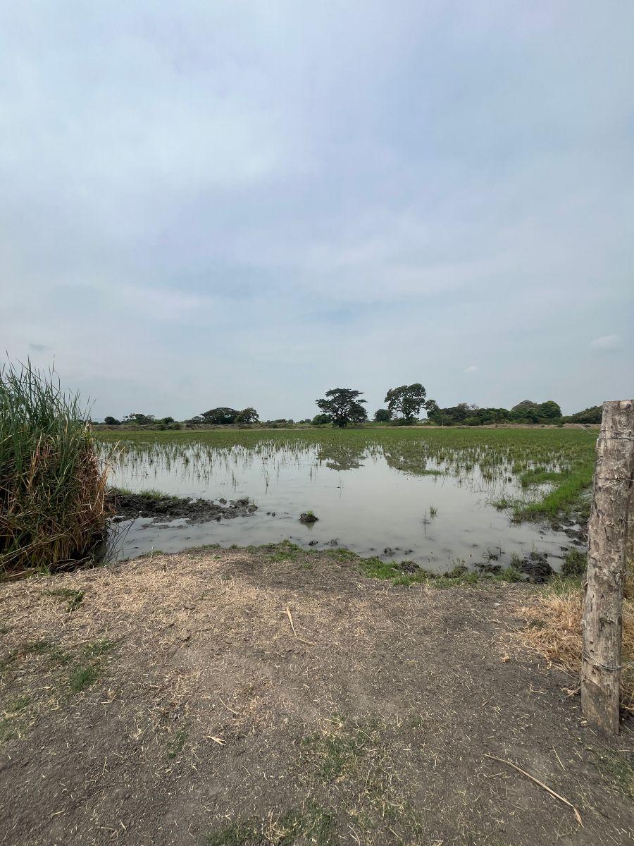 Terreno Vía Al Pan Junto a Zentra Numa, Guayas — imagen 9