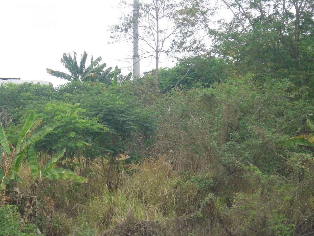 Esmeraldas. Vendo Terreno 4680 m², Sector Redondel El León, Frente a Gasolinera Primax — imagen 6