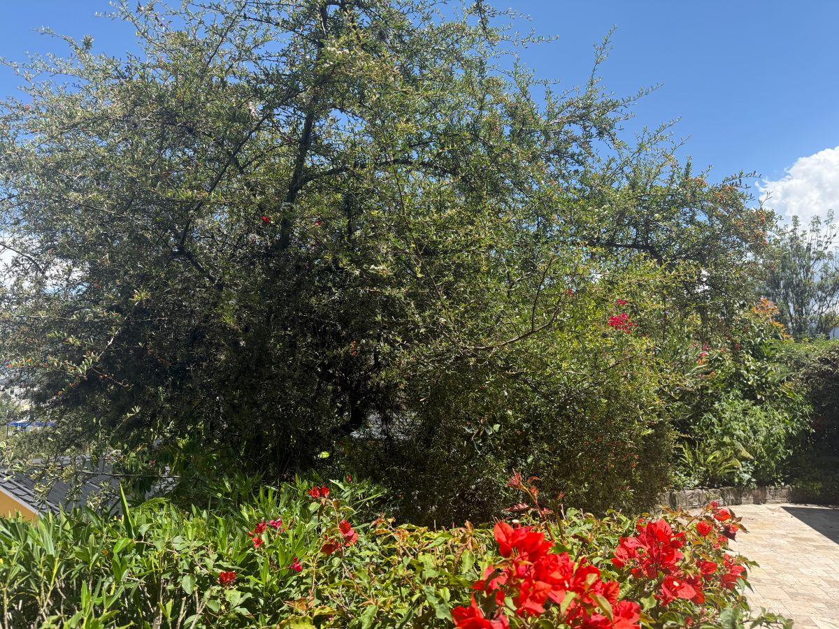 Vendo Excelente Casa Sector Reservorio Cumbaya — imagen 4