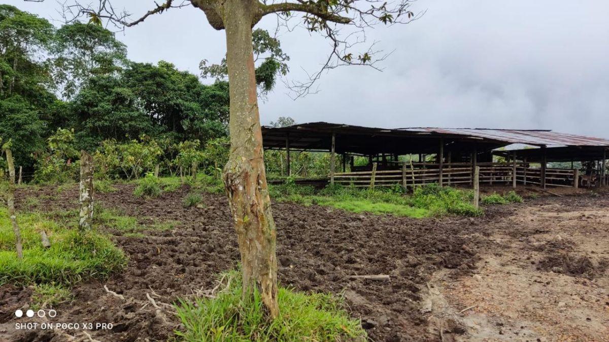 Terrenos de 4 Has en Venta Sect Pedro Vicente Maldonado — imagen 8