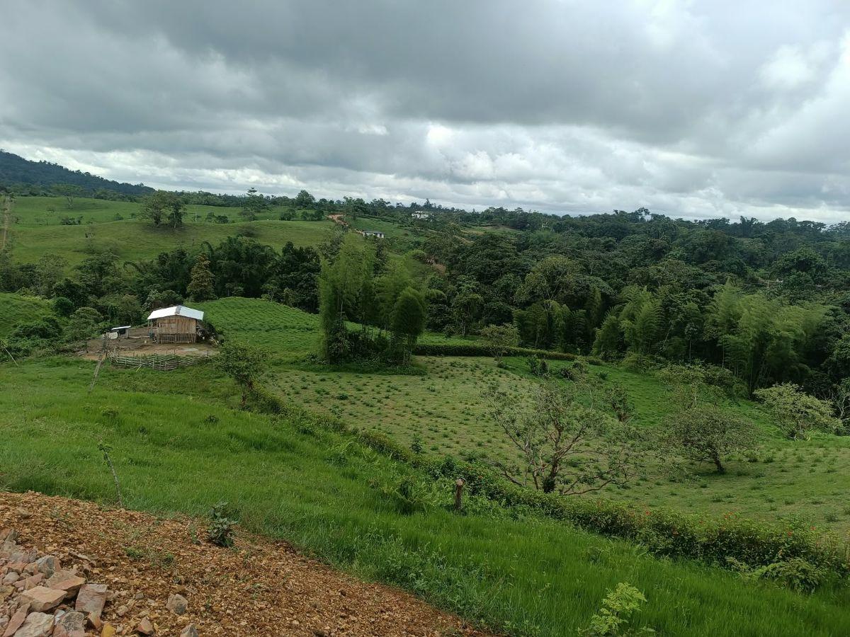 Terrenos de 4 Has en Venta Sect Pedro Vicente Maldonado — imagen 6
