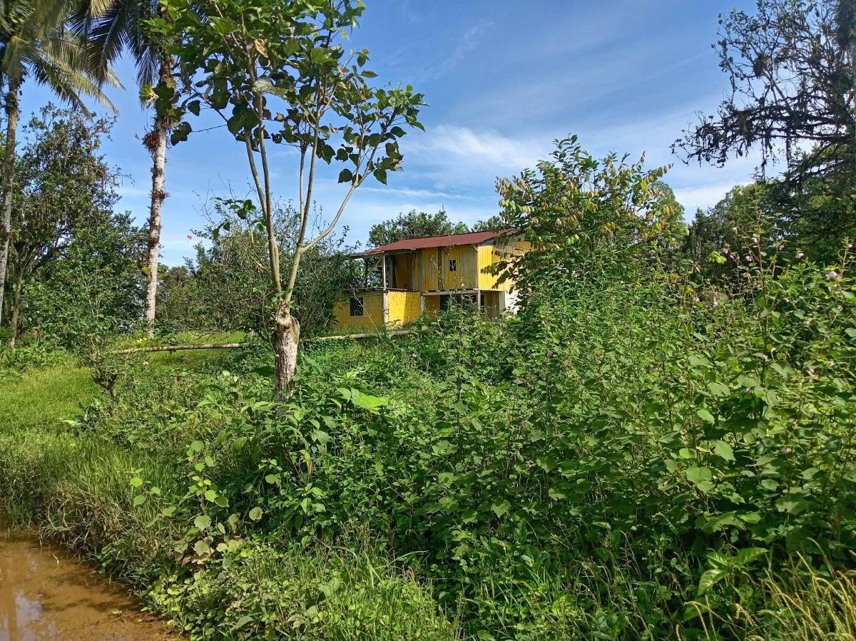 Terrenos de 4 Has en Venta Sect Pedro Vicente Maldonado — imagen 4