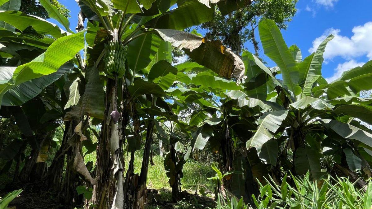 Finca en Venta 75.20 Has con Casa — imagen 8