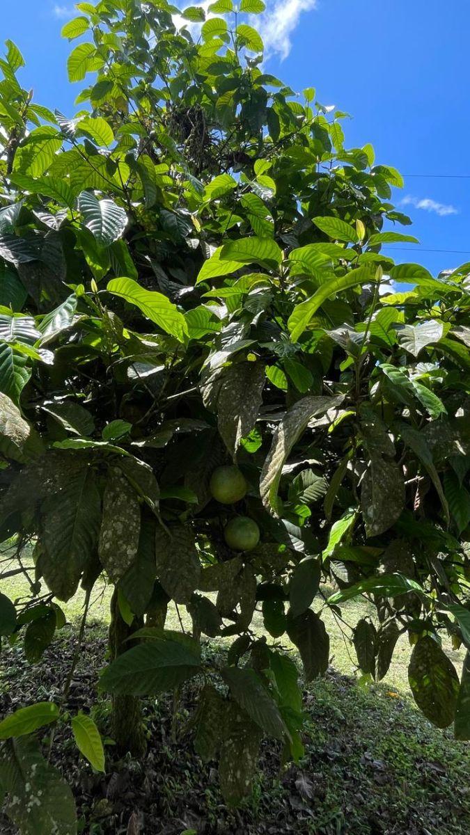 Finca en Venta 75.20 Has con Casa — imagen 7
