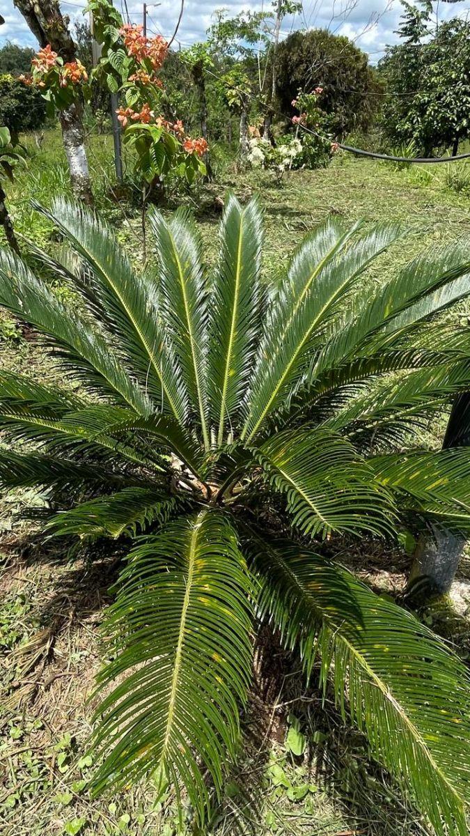 Finca en Venta 75.20 Has con Casa — imagen 6
