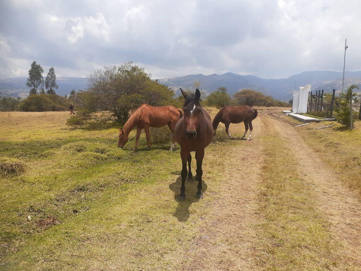 Terreno de 1020 m² en Venta Lotizacion La Carolina Sect Pintag — imagen 4