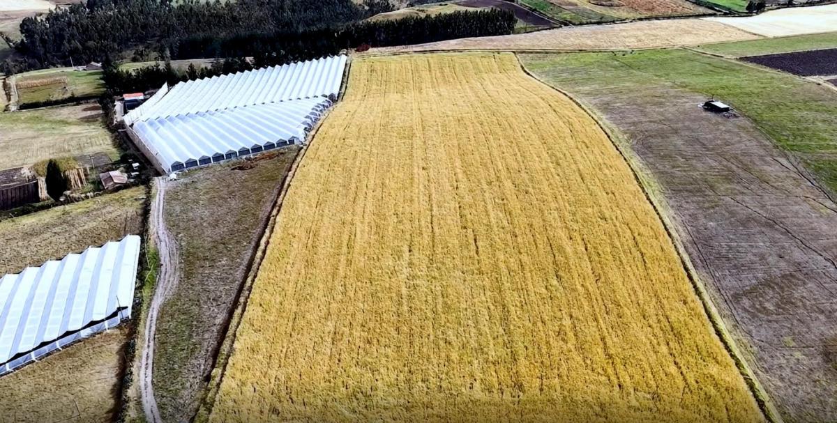 Se Vende Terreno de 5,05 Hectáreas en Cayambe – Olmedo / Pesillo — imagen 5