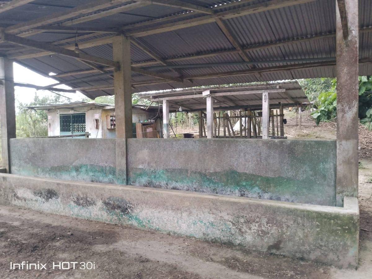 Finca Productiva de 5 Hectáreas con Cacao en Pedro Vicente Maldonado Precio: $95.000 Negociables — imagen 5