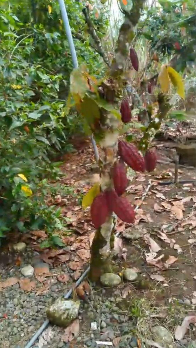 1 Hectárea Cacaotera, con Casa de Hormigón en Puerto Quito – a 100 m de La Vía Asfaltada. Provincia de Pichincha — imagen 4