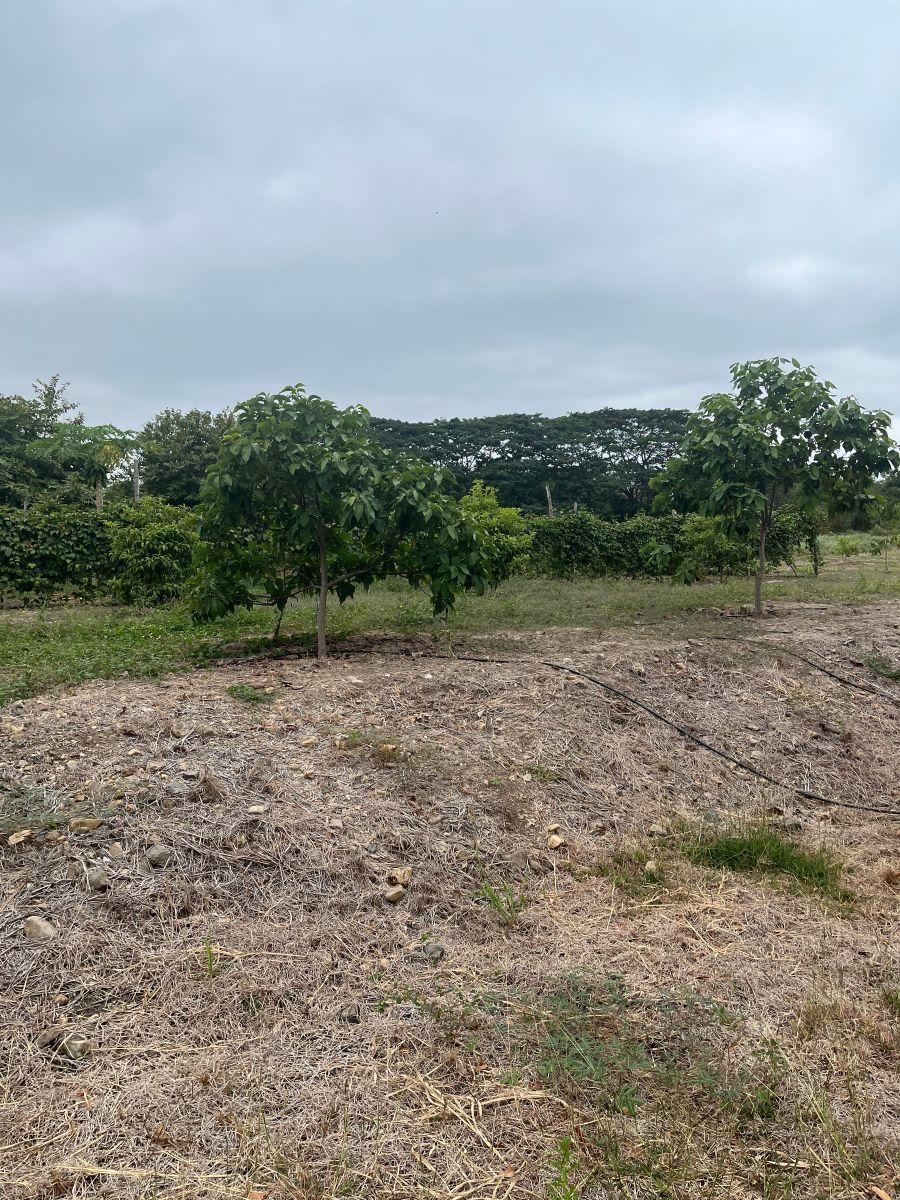 Macrolote Km 21 Via a La Costa Junto a Villas del Bosque, Guayas — imagen 3