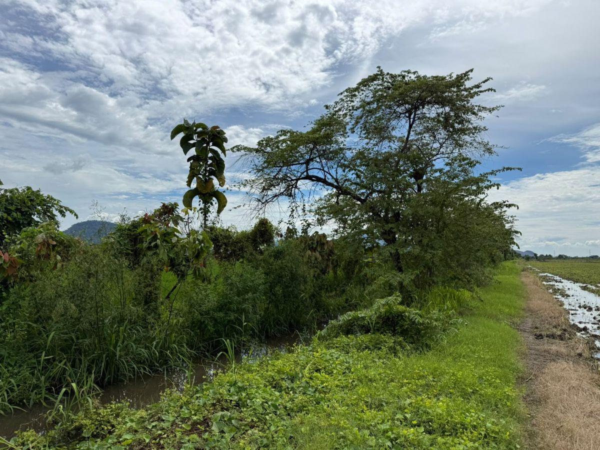 Terreno Agricola en Venta 3,46 Has en Taura - N, Guayas — imagen 9