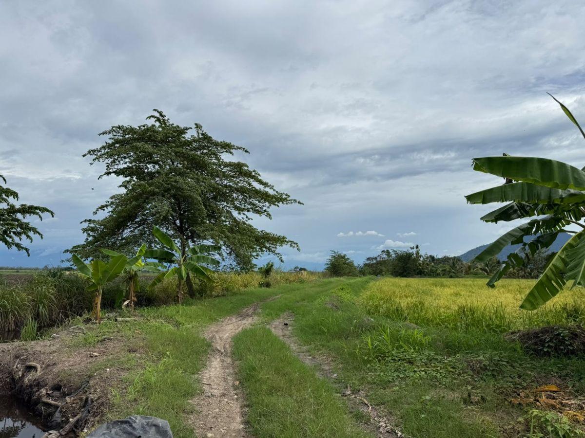 Terreno Agricola en Venta 3,46 Has en Taura - N, Guayas — imagen 8