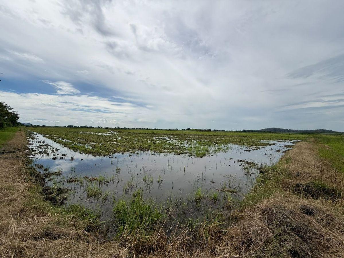 Terreno Agricola en Venta 3,46 Has en Taura - N, Guayas — imagen 5