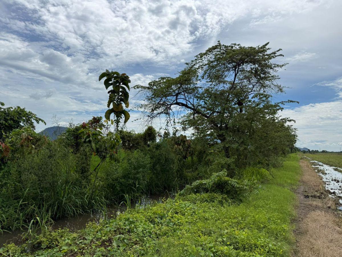 Terreno Agricola en Venta 3,46 Has en Taura - N, Guayas — imagen 3
