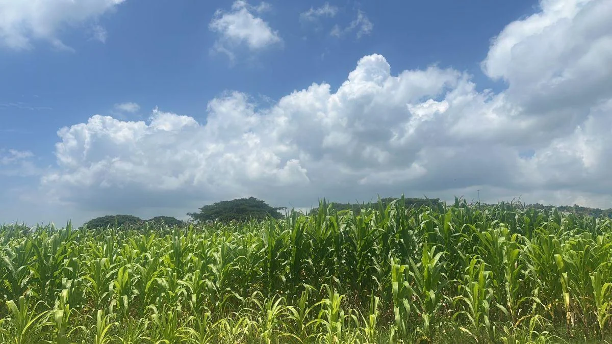 Terreno de Venta en Tonsupa — imagen 4
