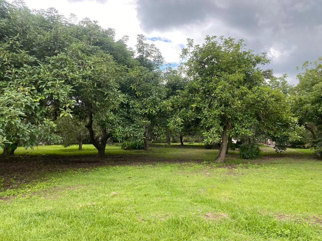 Terreno de Venta en Puembo Sector La Palma — imagen 3