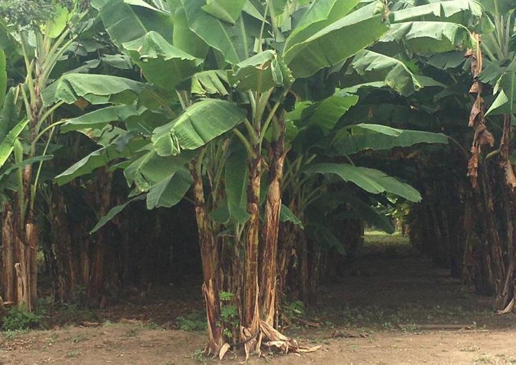 Hacienda en Santa Elena Cacao, Maiz, Platano y Ganadería — imagen 5