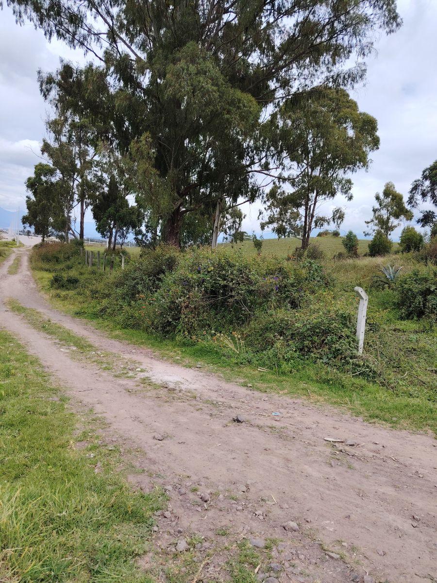 De Venta 6 Hectáreas de Terreno en Chaltura, Imbabura — imagen 4