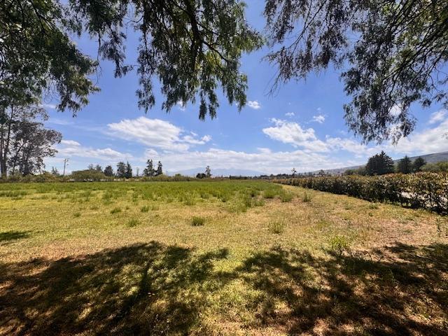 Vendo 3 Lotes en Checa — imagen 4