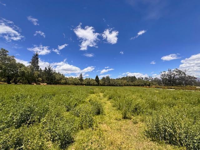 Vendo 3 Lotes en Checa — imagen 3