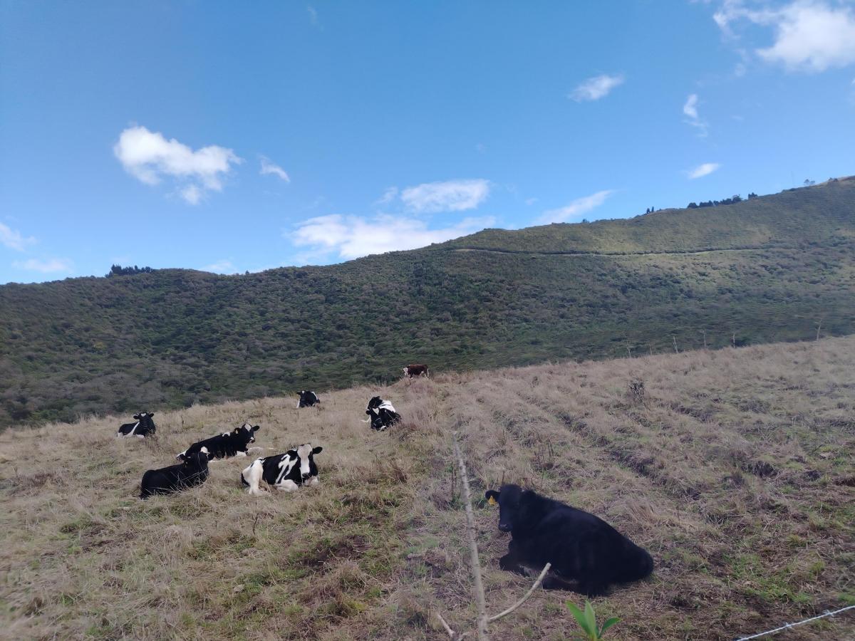 30 Hectáreas en Venta en Tenerias Catzuqui de Velazco — imagen 4