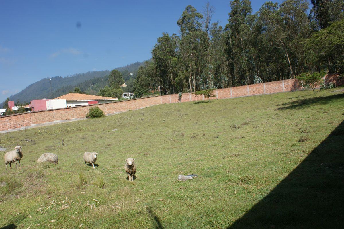 Venta - Terreno - Nayon - Quito - Sector Guayraloma — imagen 3