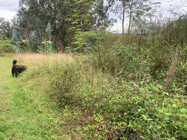 Terreno de Venta en Tumbaco Sector La Morita — imagen 4