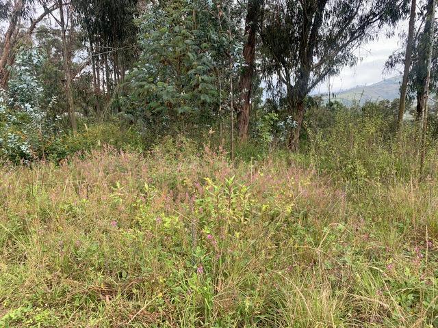 Terreno de Venta en Tumbaco Sector La Morita — imagen 3