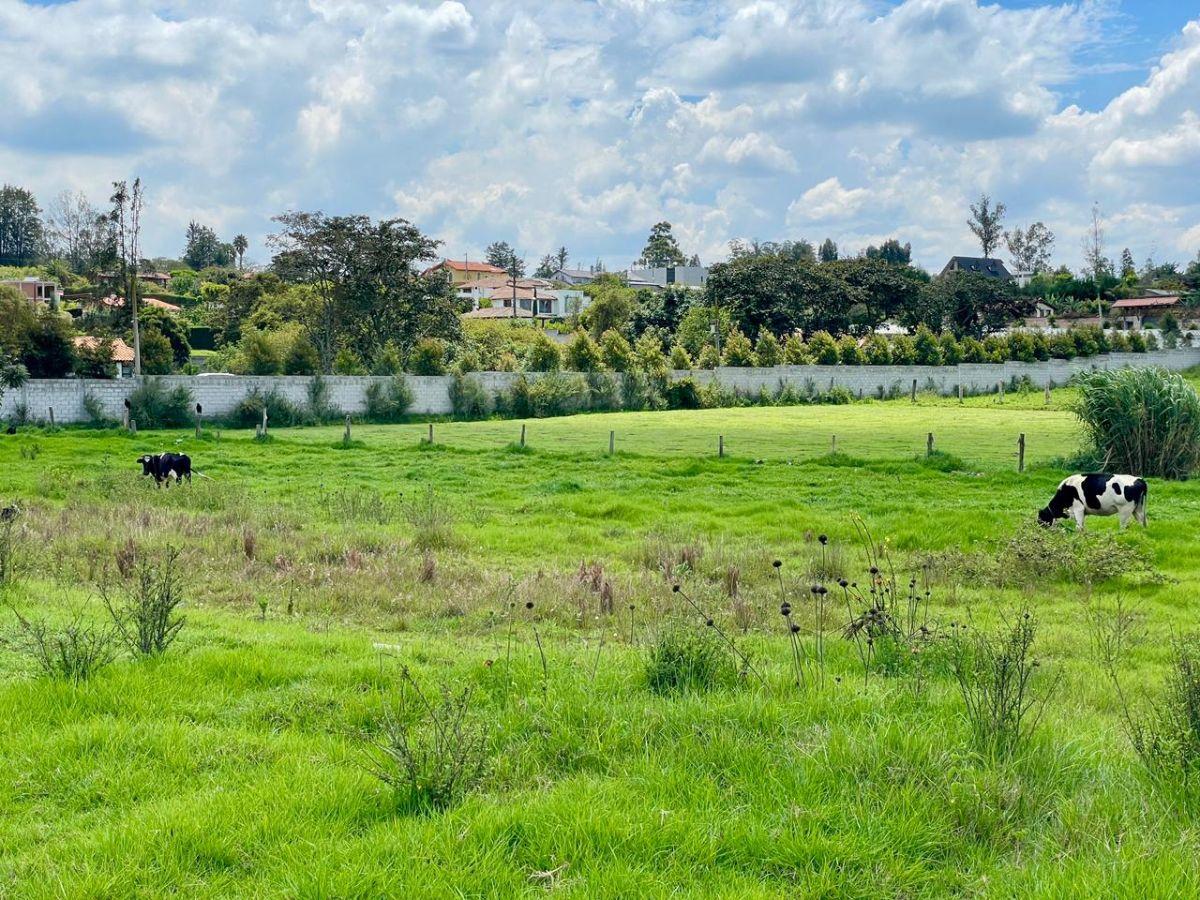 Terreno de 9872 en Venta, Puembo — imagen 8