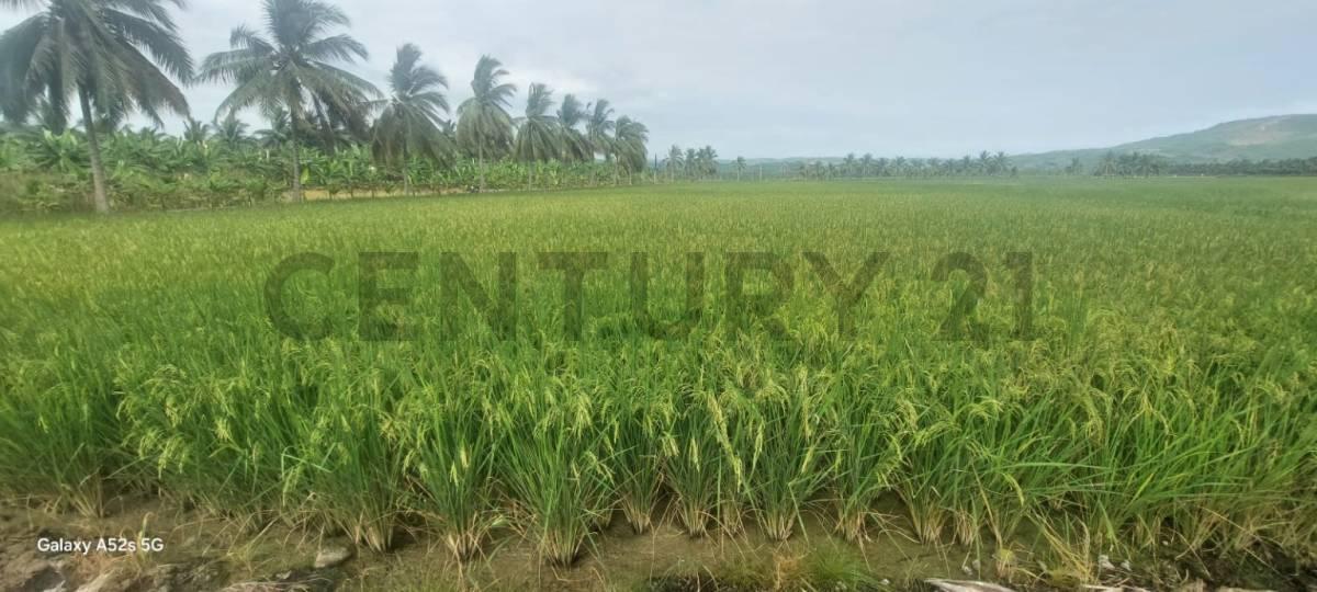 Venta de Hermoso Terreno en Sosote, Rocafuerte Para Cultivo de Ciclo Corto, Manabí — imagen 5