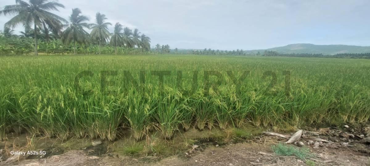 Venta de Terreno en Sosote - Rocafuerte Perfecto Para Cultivo de Ciclo Corto, Manabí — imagen 3