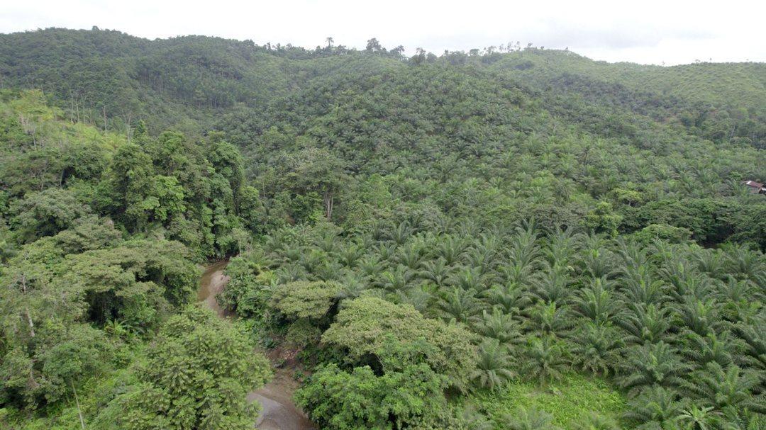 Hacienda Agricola en Venta Daule Esmeraldas — imagen 5