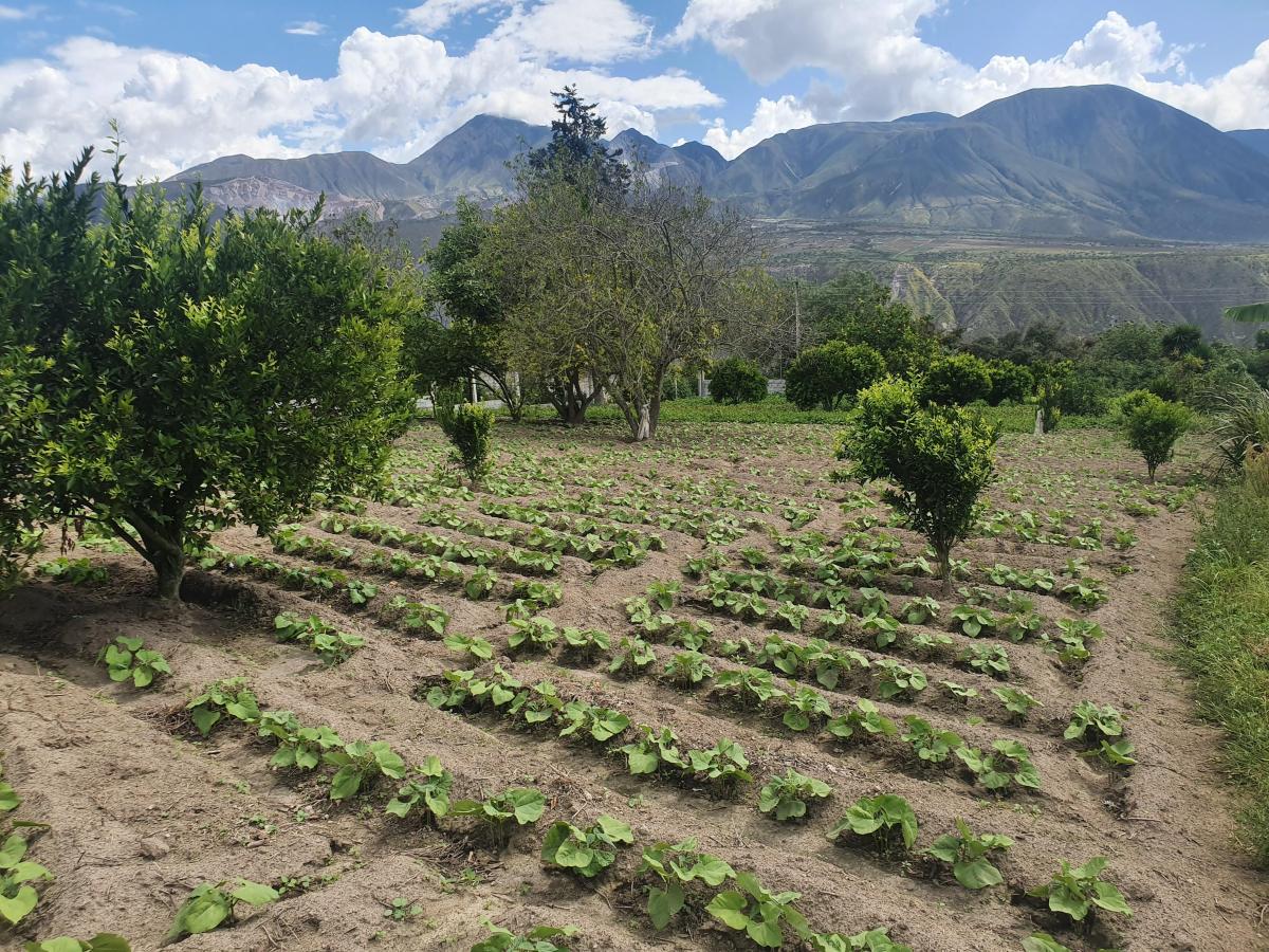 Terreno en Venta en Puéllaro 2400 m² en Derechos y Acciones — imagen 10