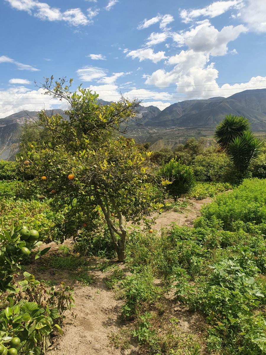 Terreno en Venta en Puéllaro 2400 m² en Derechos y Acciones — imagen 4